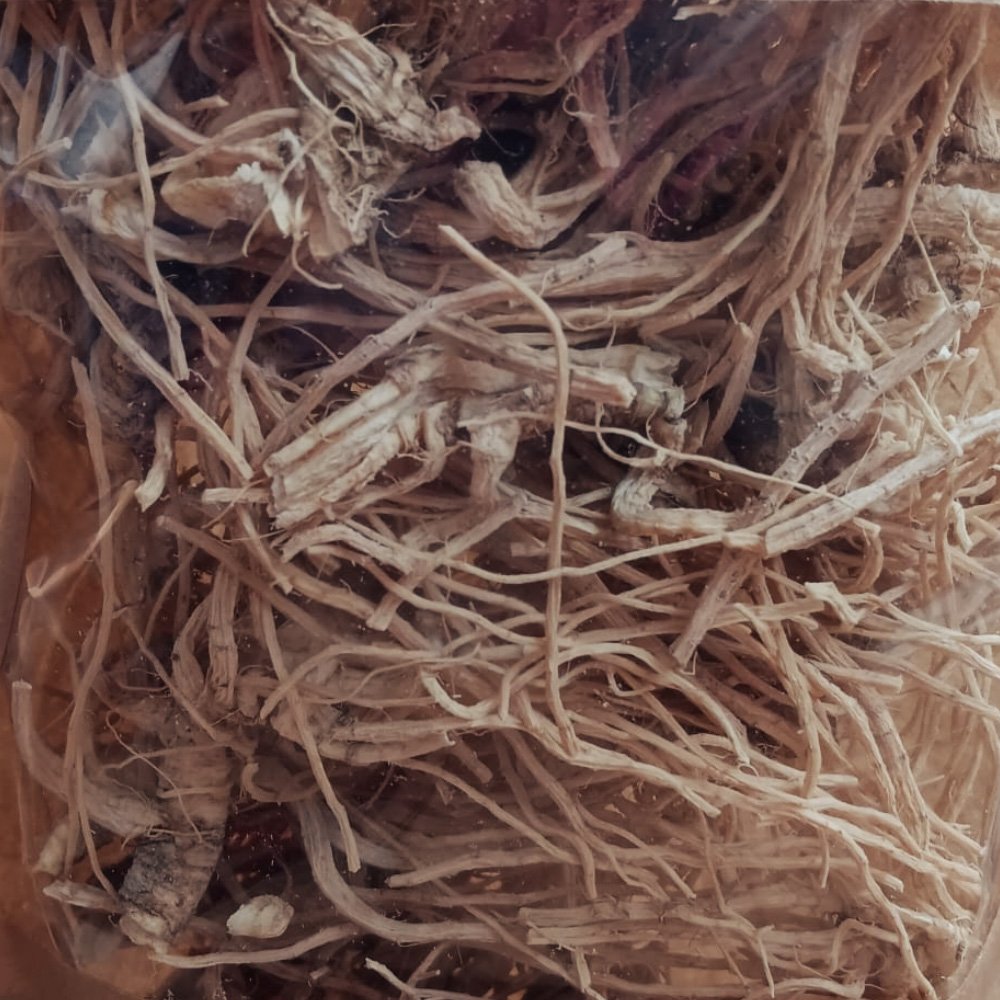 Racine de fenouil BIO – Image 3