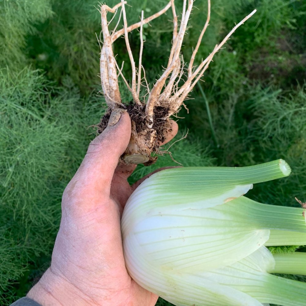 Racine de fenouil BIO – Image 2